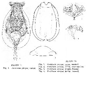 Myers, F J (1930): Transactions of the Wisconsin Academy of Sciences, Arts and Letters 25 p.372, pl.14, fig.1, pl.15, figs.1-4